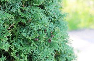 Thuja occidentalis