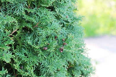 Thuja occidentalis immergrüne Sträucher