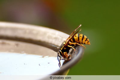 Wespenbekämpfung