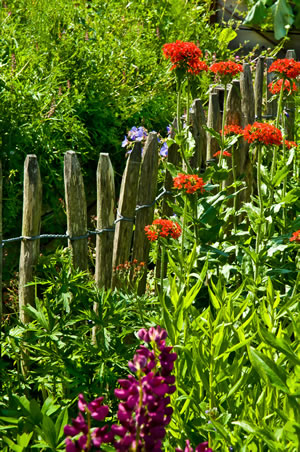 Staketenzaun im Garten