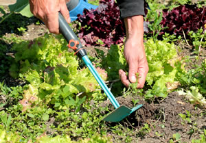 Unkraut im Gemüsegarten Unkraut im Gemüsegarten