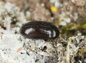 Speckkäfer Speckkäfer
