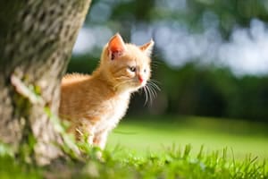 Katze Katze
