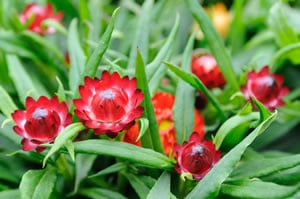 Strohblumen Strohblumen