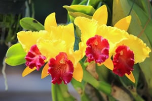 Cattleya Orchidee Cattleya Orchidee