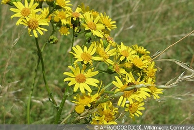 Senecio jacobaea