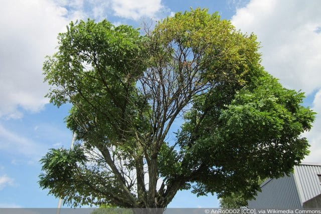 Japanischer Schnurbaum