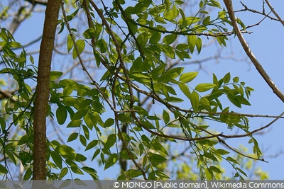 Japanischer Schnurbaum