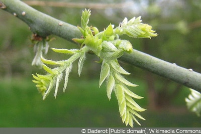 Japanischer Schnurbaum