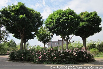 Japanischer Schnurbaum