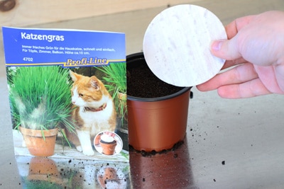 Katzengras selber ziehen