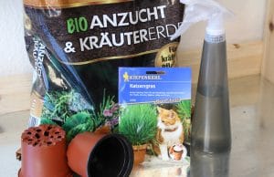 Katzengras selber ziehen