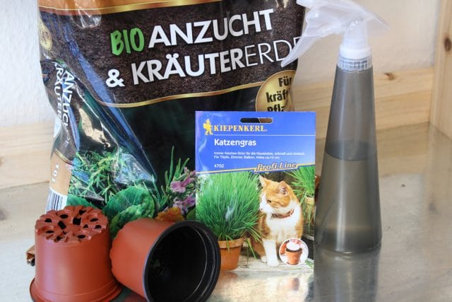 Katzengras selber ziehen