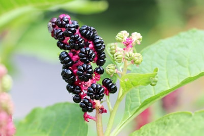 Phytolacca acinosa