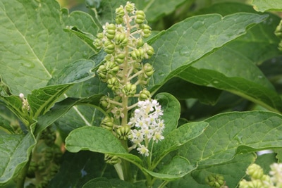 Phytolacca acinosa