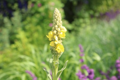 Verbascum