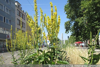 Verbascum