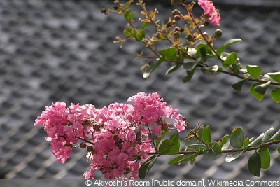 Lagerstroemia indica