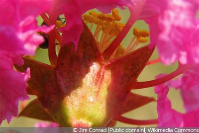 Lagerstroemia indica