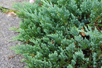 Juniperus Vogelschutzhecke