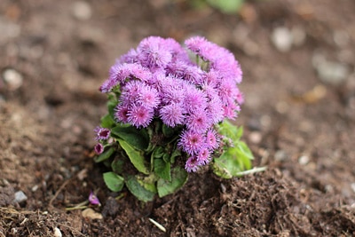 Ageratum houstonianum