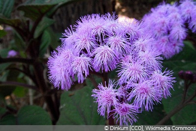 Ageratum houstonianum