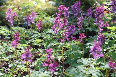 Corydalis Hohler Lerchensporn