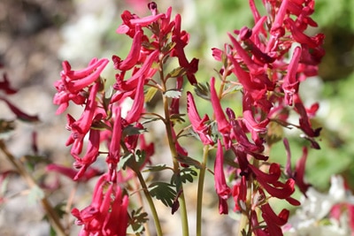 Corydalis