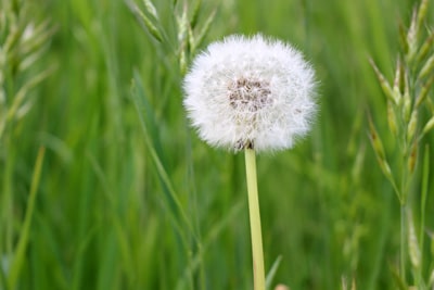 Taraxacum