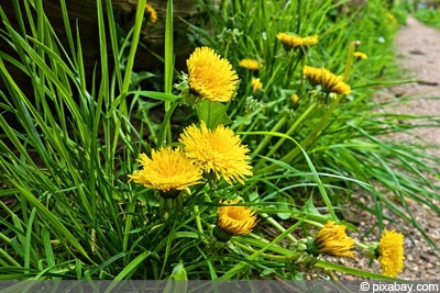 Taraxacum sect. Ruderalia