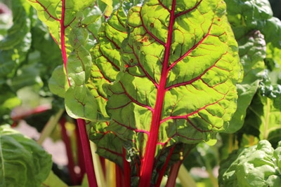 Beta vulgaris