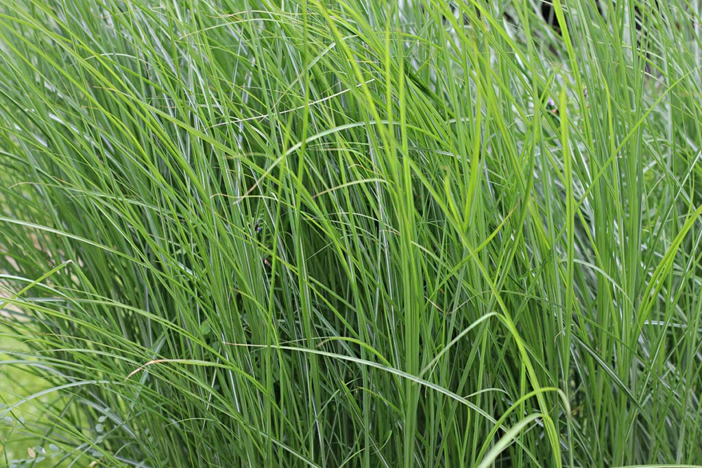 Miscanthus sinensis, Feinhalm, Chinaschilf, Schilf