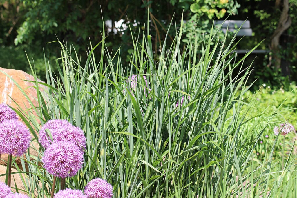 Miscanthus sinensis