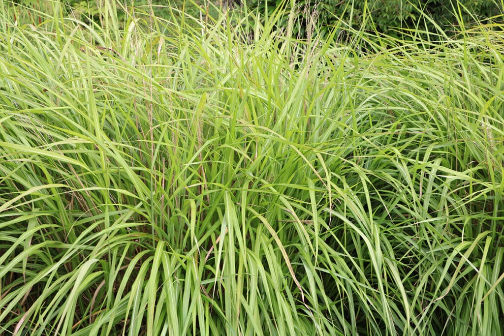 Chinaschilf (Miscanthus sinensis)