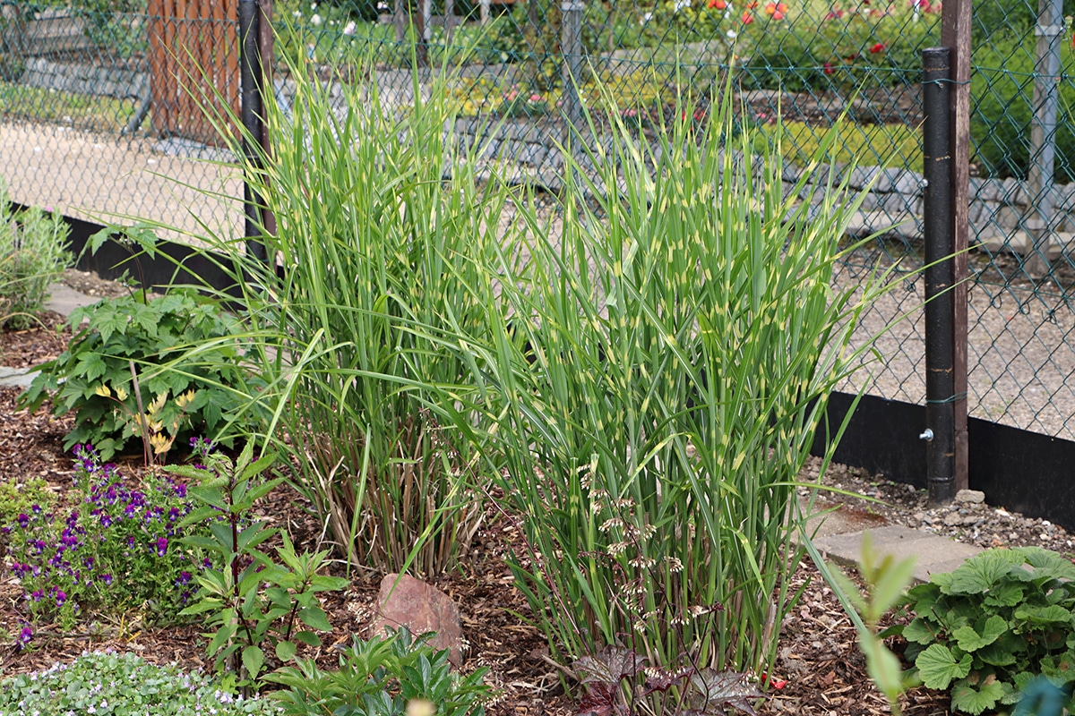 Schilf im Garten, Schilfgräser Pflege, Schneiden und