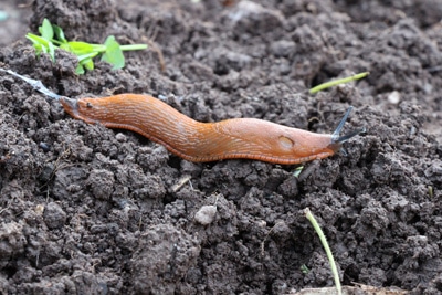 Nacktschnecke Pflanzenschädlinge