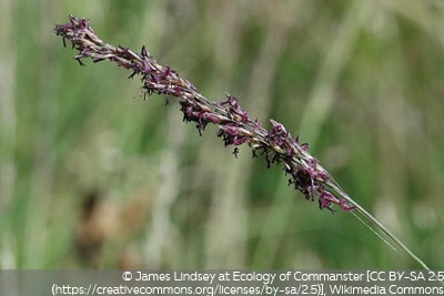 Molinia caerulea