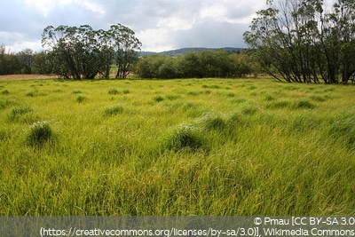 Molinia caerulea