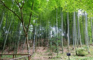 Phyllostachys