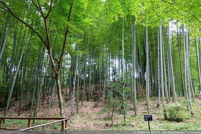 Phyllostachys