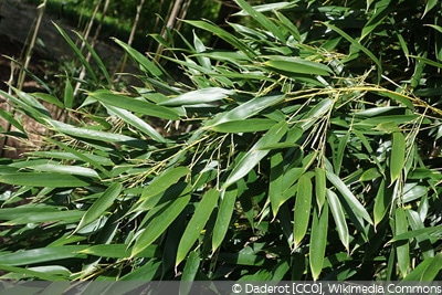 Phyllostachys aureosulcata