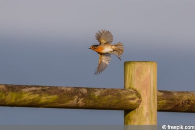 Erithacus rubecula