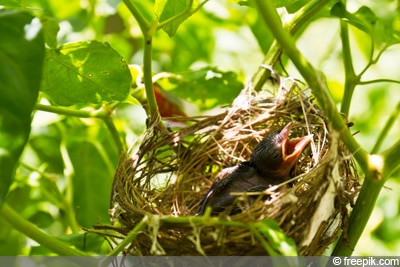 Erithacus rubecula