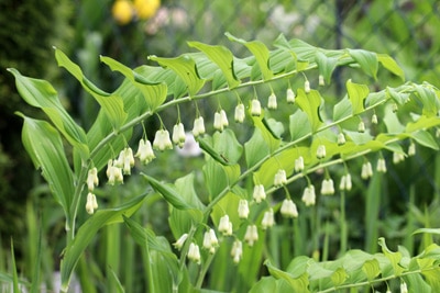 Salomonssiegel, Polygonatum odoratum, Weißwurz