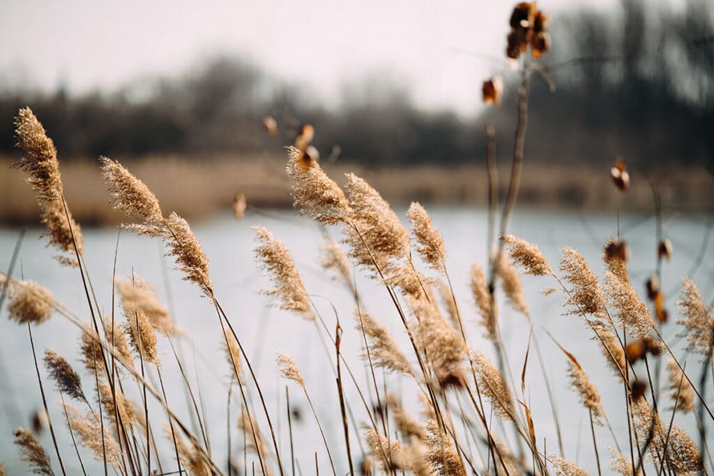 Schilfrohr (Phragmites australis)