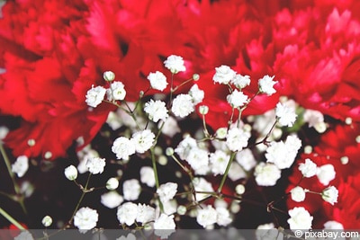 Gypsophila paniculata