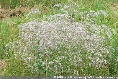 Gypsophila paniculata