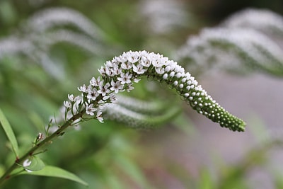 Lysimachia clethroides