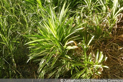 Pandanus