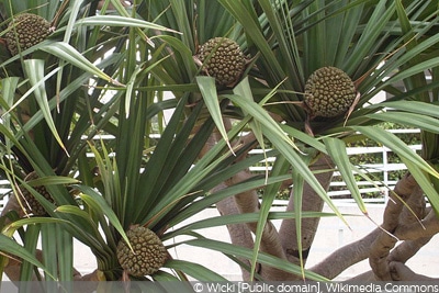 Pandanus